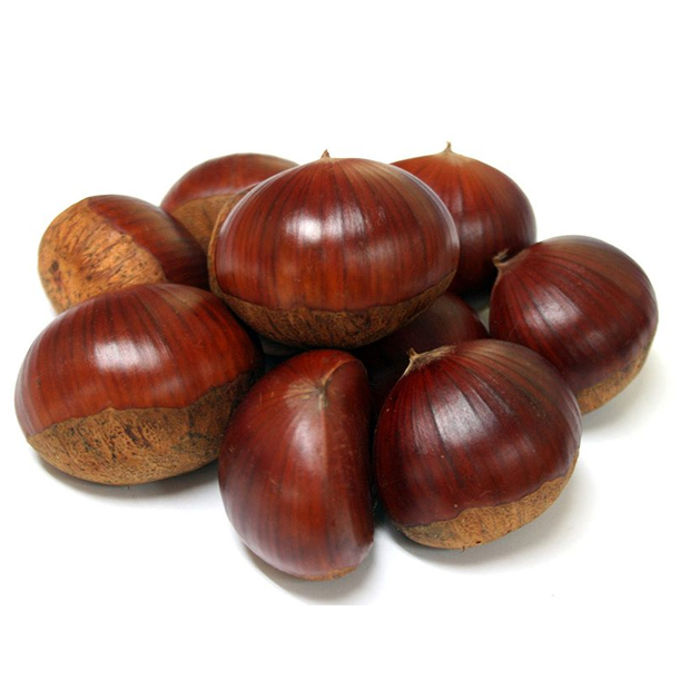 最高級早生栗「銀寄」　約１ｋｇ