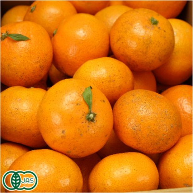 ２p　有機みかん