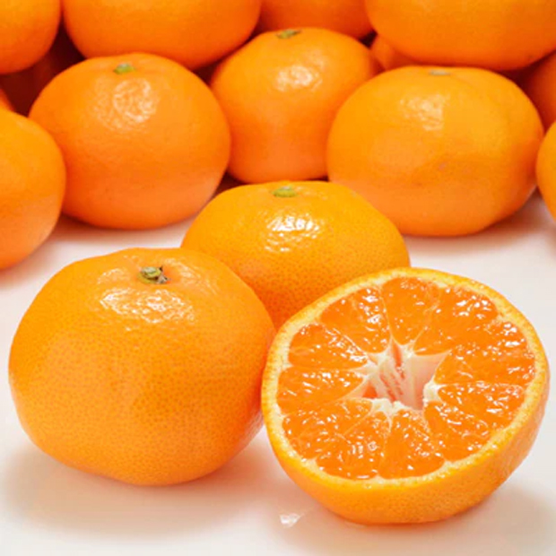 八幡浜のみかん 約500ｇ（2パック）