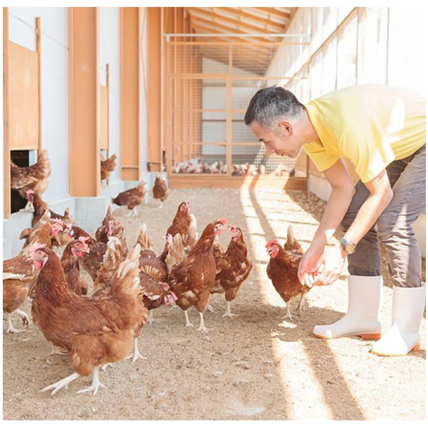 ３本 コロコロの舎　平飼い　卵油　100粒×3（300粒）